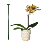 6 pcs Garden Single Stem Support Stake